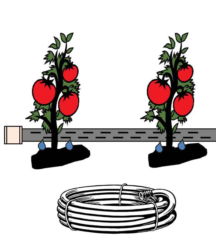 Tomato drip irrigation with hoses