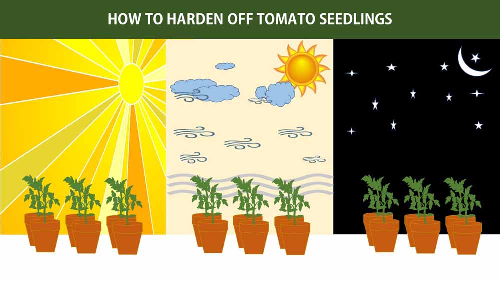 How to harden off tomato seedlings
