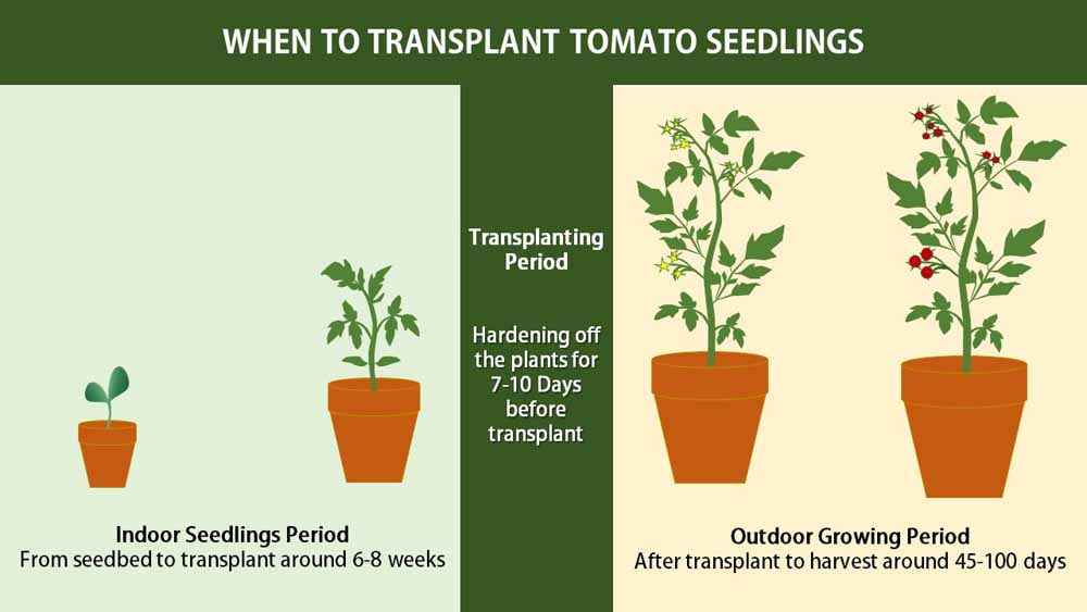 transplanting tomato seedlings