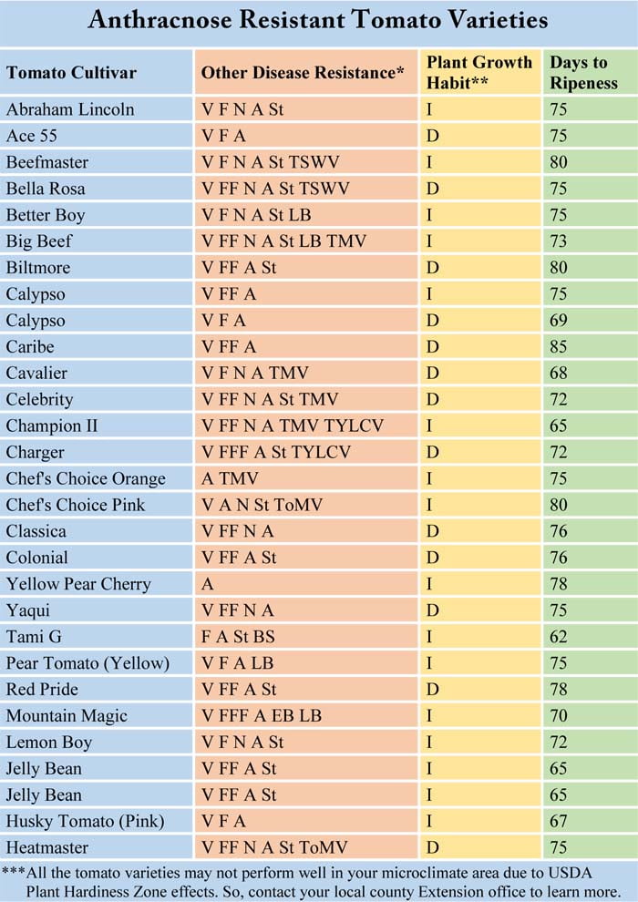 Anthracnose Resistant Tomato Varieties, Colletotrichum