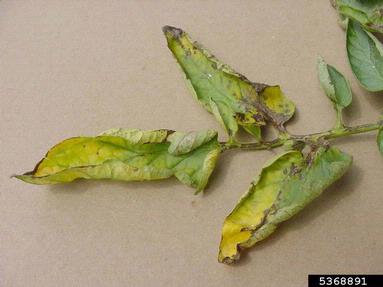 Bacterial Canker on Tomato Leaf