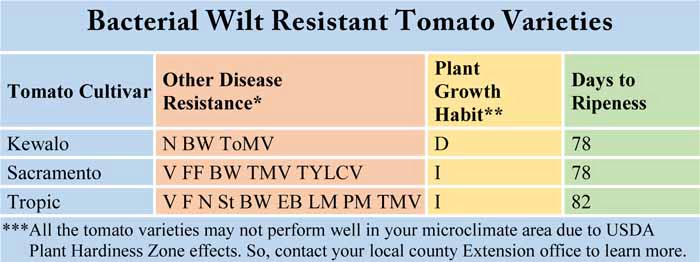 Bacterial Wilt Resistant Tomato Varieties