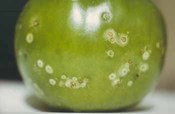 bacterial canker on tomatoes
