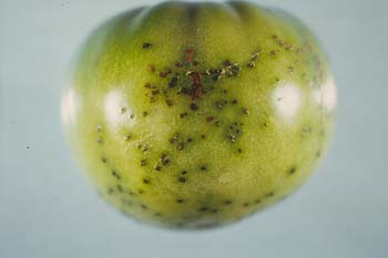 Bacterial speck of tomato
