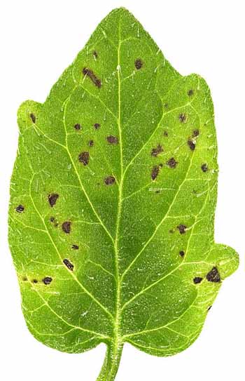 Bacterial speck on tomato leaves