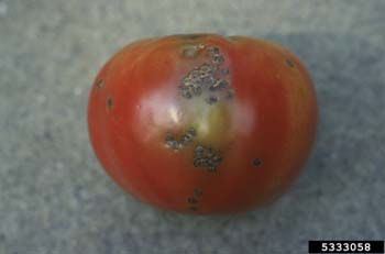 Bacterial spot tomato