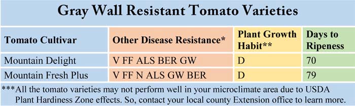 Gray Wall Resistant Tomato Varieties