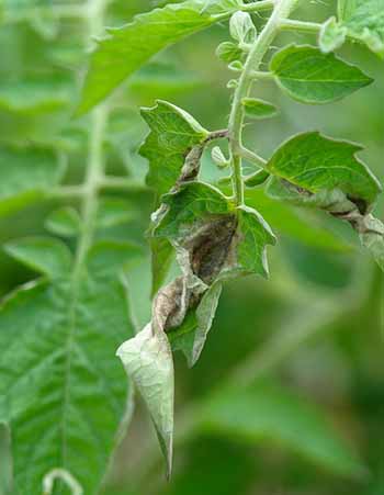 Late Blight on Tomato Leaf