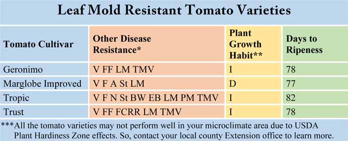 Leaf Mold Resistant Tomato Varieties