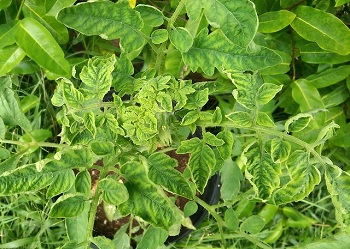 Leaf rolling, Tomato yellow leaf curl virus, TYLCV