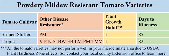 Powdery Mildew Resistant Tomato Varieties