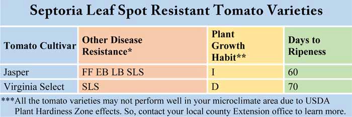 Septoria Leaf Spot Resistant Tomato Varieties