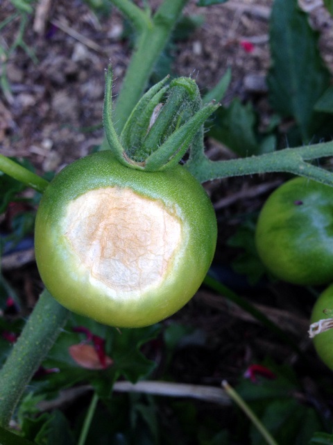 sunscald in tomato, Solanum lycopersicon 