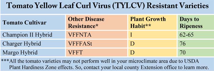 Tomato Yellow Leaf Curl Virus (TYLCV) Resistant Varieties