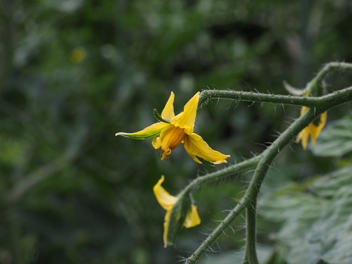 Tomato plants blooming but not producing fruit