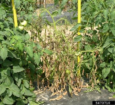 southern bacterial wilt of tomato