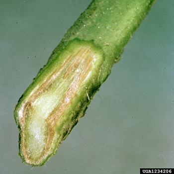 Fusarium wilt on Tomato Stem, Fusarium oxysporum f.sp. lycopersici