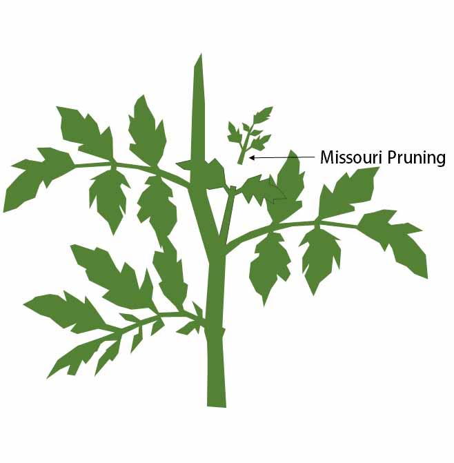 Missouri pruning tomatoes