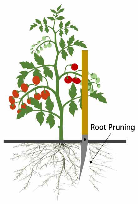 Root pruning tomatoes