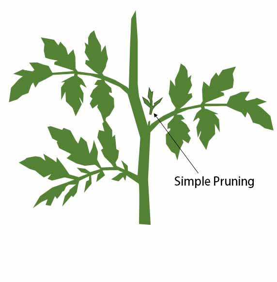 Simple pruning tomatoes