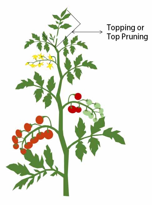 Topping tomato plants