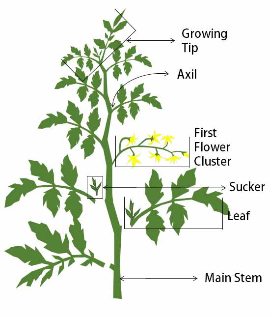 how to prune tomatoes