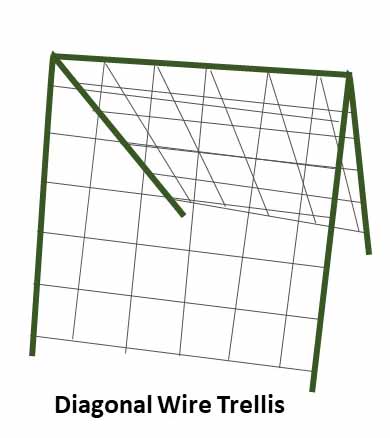 Diagonal Wire Trellis for tomatoes