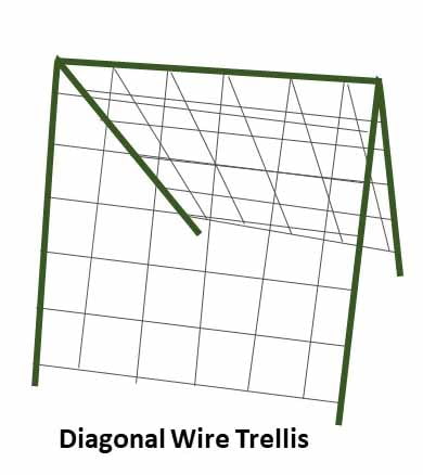 Diagonal Wire Trellis for tomatoes