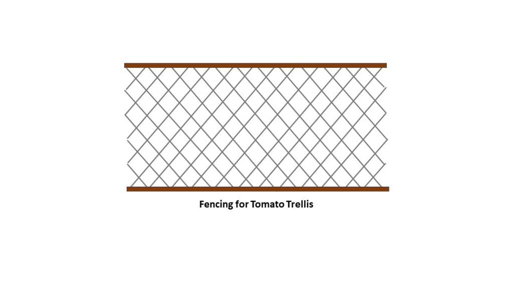 Fencing for Tomato Trellis