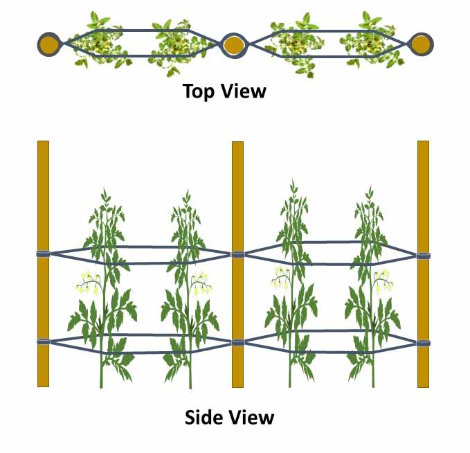 Florida Weave Trellis