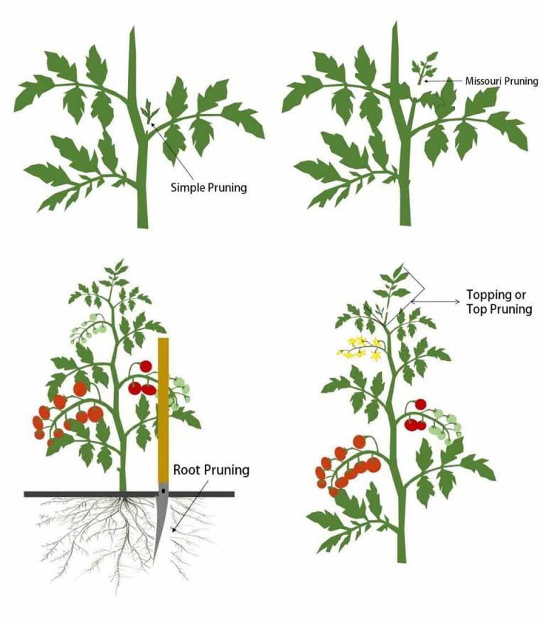 download pruning tomato plants for free