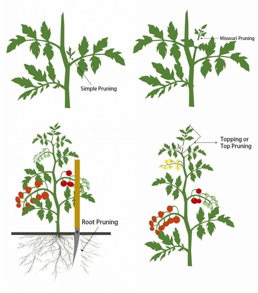 Pruning Tomato Plants