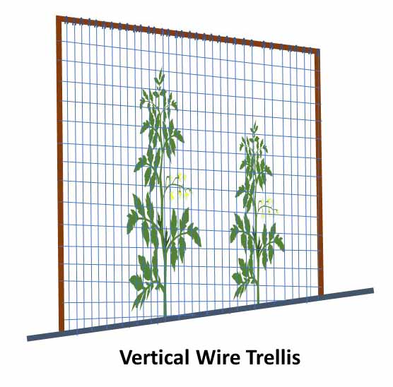 Vertical wire trellis for tomatoes
