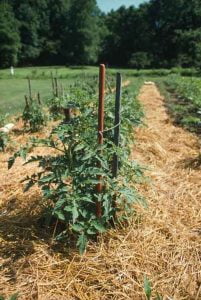 Best Mulch for Tomatoes: When and How to Mulch Tomato Plants