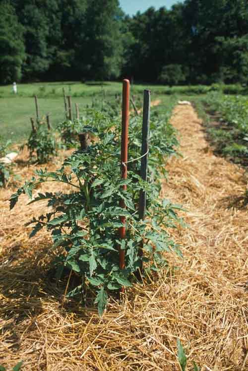 Image of Shredded bark mulching tomato plants