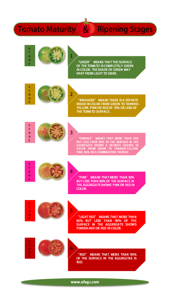 When and How to Pick Tomatoes: Right and Way to Harvest