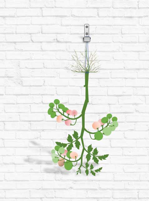 Hanging-tomato-plants-upside-down