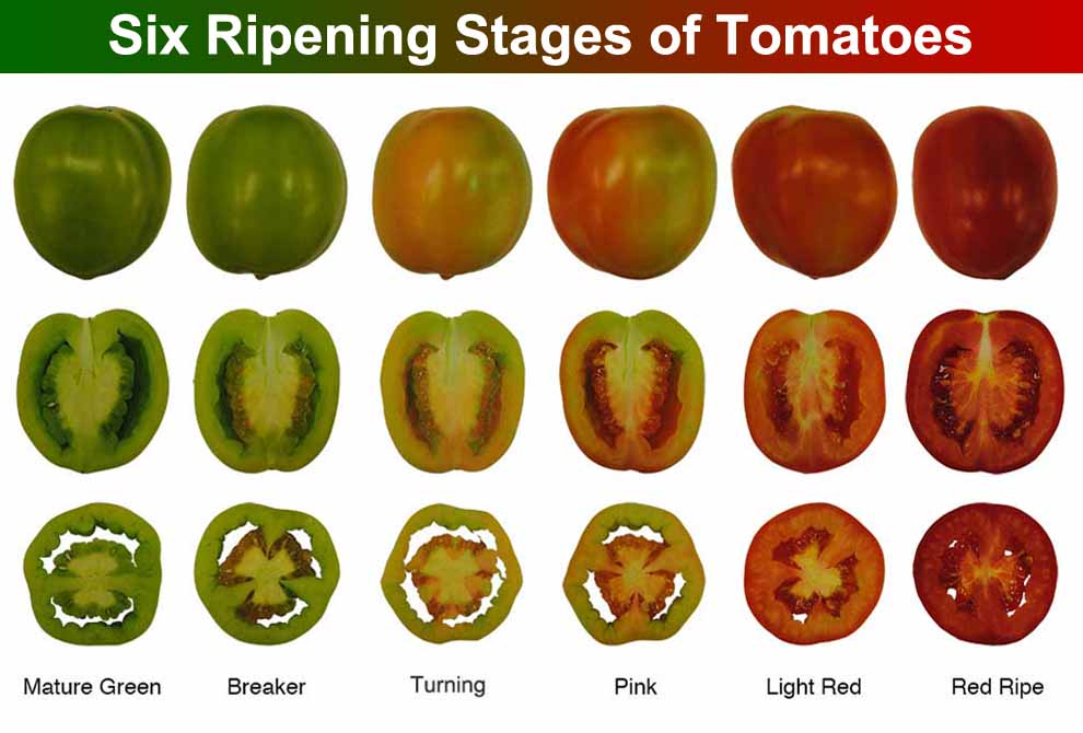 Ripening Stages of Tomatoes