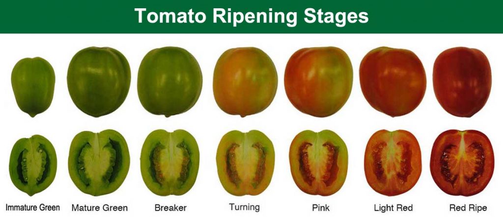 how-to-ripen-green-tomatoes-off-the-vine-5-helpful-methods