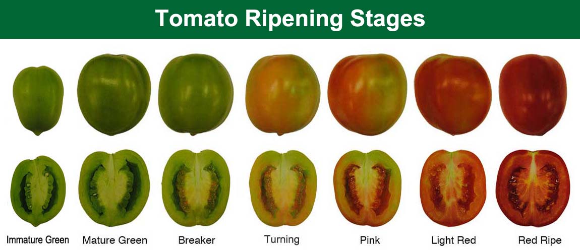 Tomato Ripening Stages