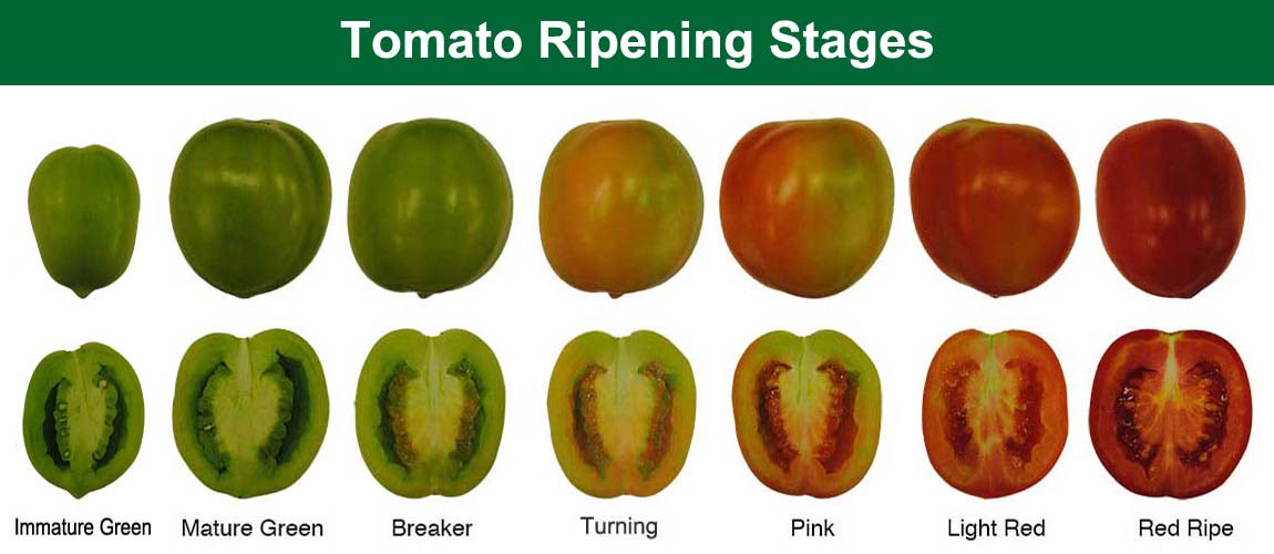 Tomato Ripening Stages