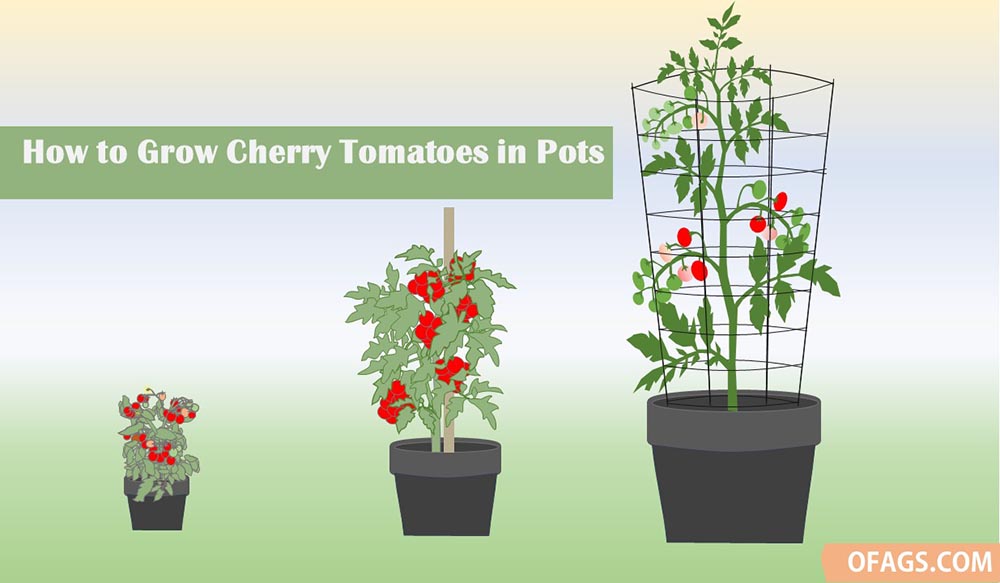 Growing Cherry Tomatoes in Pots