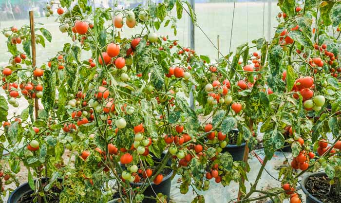 How To Grow Cherry Tomatoes In Pots Or, How To Grow Cherry Tomatoes In A Raised Garden Bed