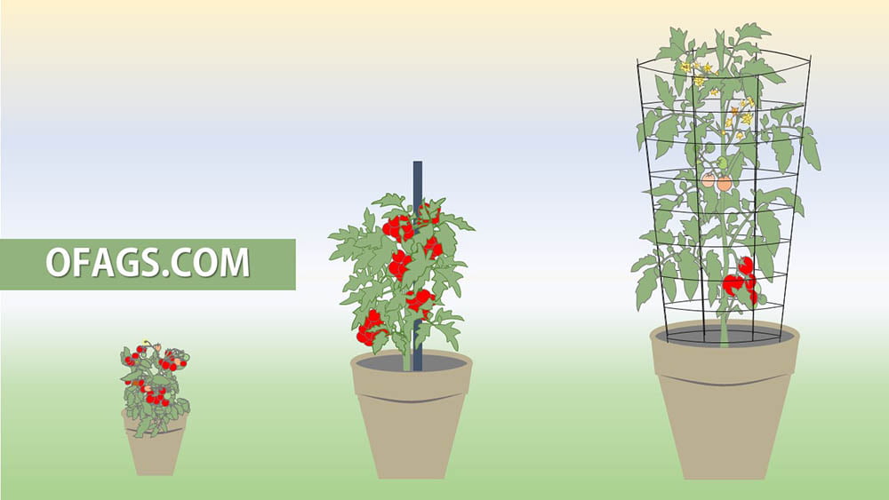 tomato plants in pots