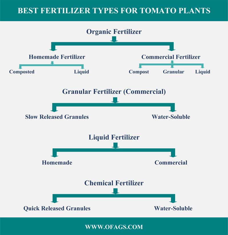 BEST FERTILIZER TYPES FOR TOMATO PLANTS