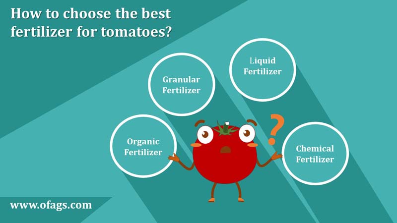 Best fertilizer for tomatoes