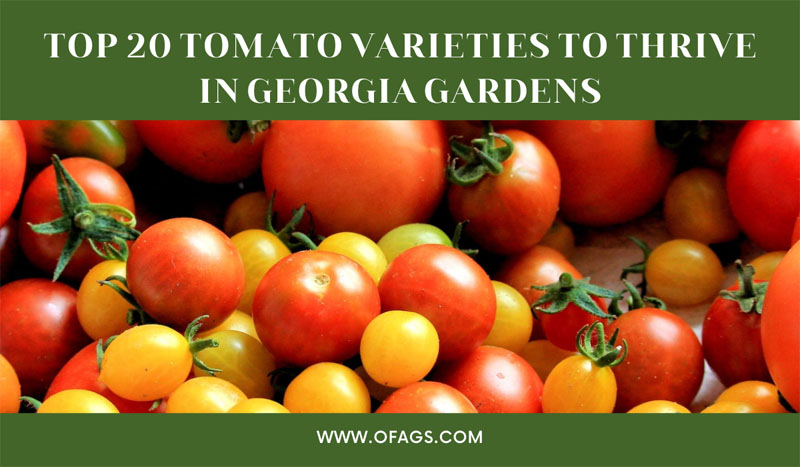 Best tomatoes to grow in Georgia