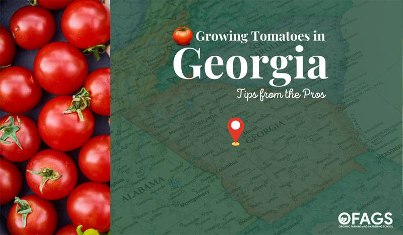 Growing Tomatoes in Georgia