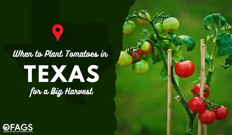 Growing Tomatoes in Texas