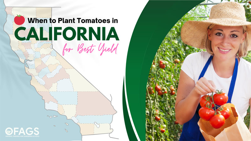 When to Plant Tomatoes in California